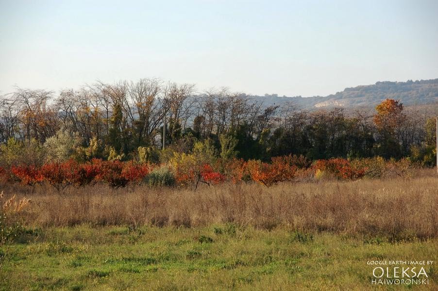 Gardens and trees in Egiz Oba area by Oleksa Haiworonski