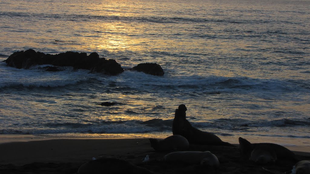 Elephant Seal at Sunset by Wilsonconcreteconstr…