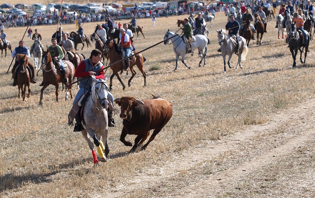 Olmedo, Fiestas de San Miguel, encierro de toros by Verdeimagenta