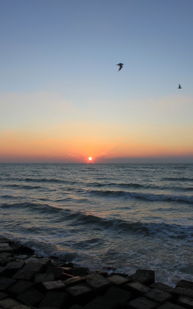 Sea birds over the Persian Gulf/مرغهای دریایی بر فراز خلیج پارس by Pooyan.