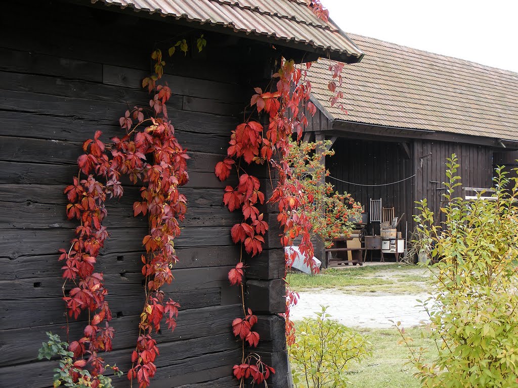 Wilder Wein by Andreas Rusch