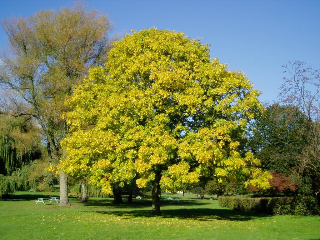 Autumn colours by Uncle Steve