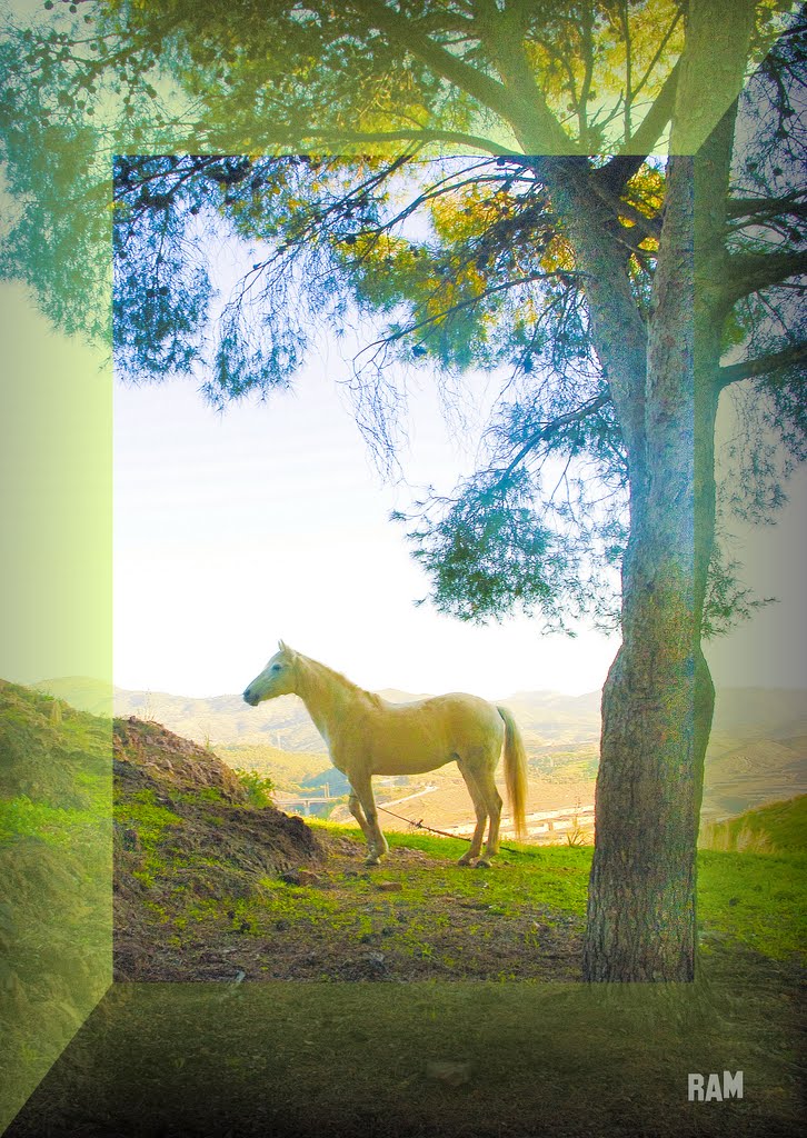 Bello ejemplar andaluz en el campo del monte Victoria by ramtto