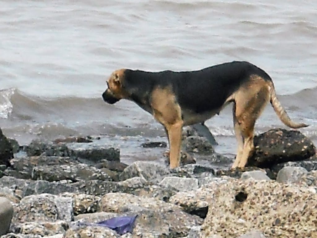 Perra callejera saciando su sed en el río de la plata by Silvana Rodriguez