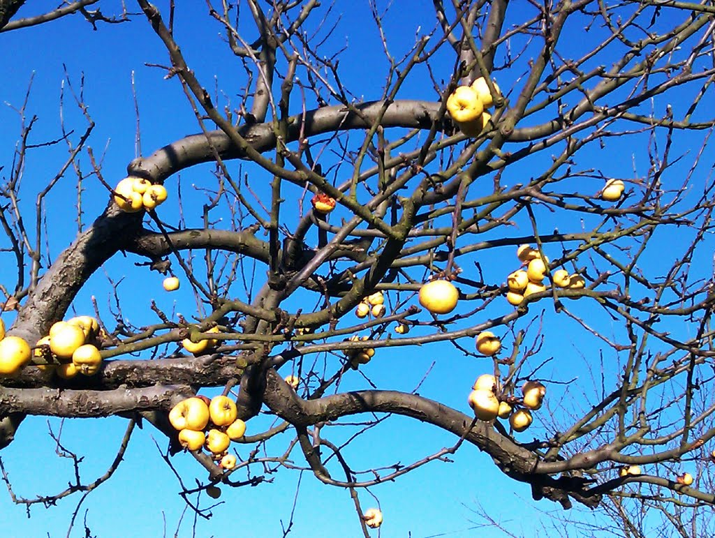 Yellow apples, Galdakao, Basque Country by josu_sierra