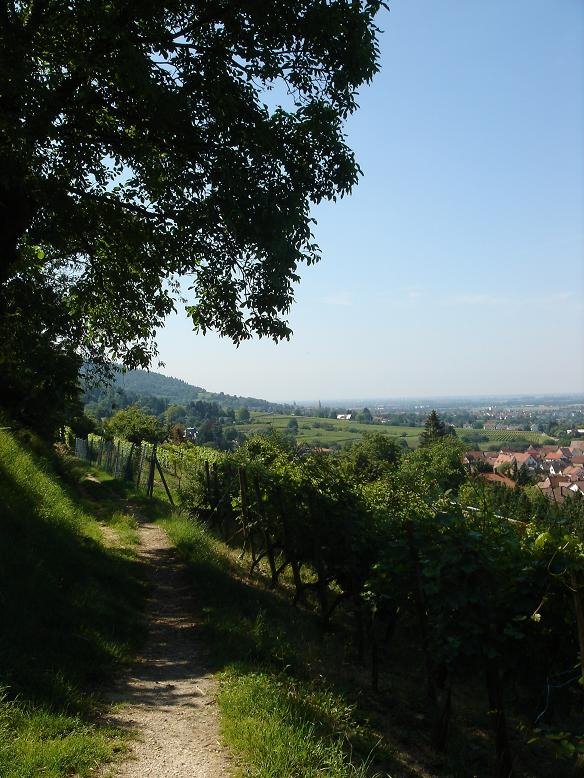 Weinberge entlang der Bergstraße / Vineyards along the Bergstraße by patrique3000