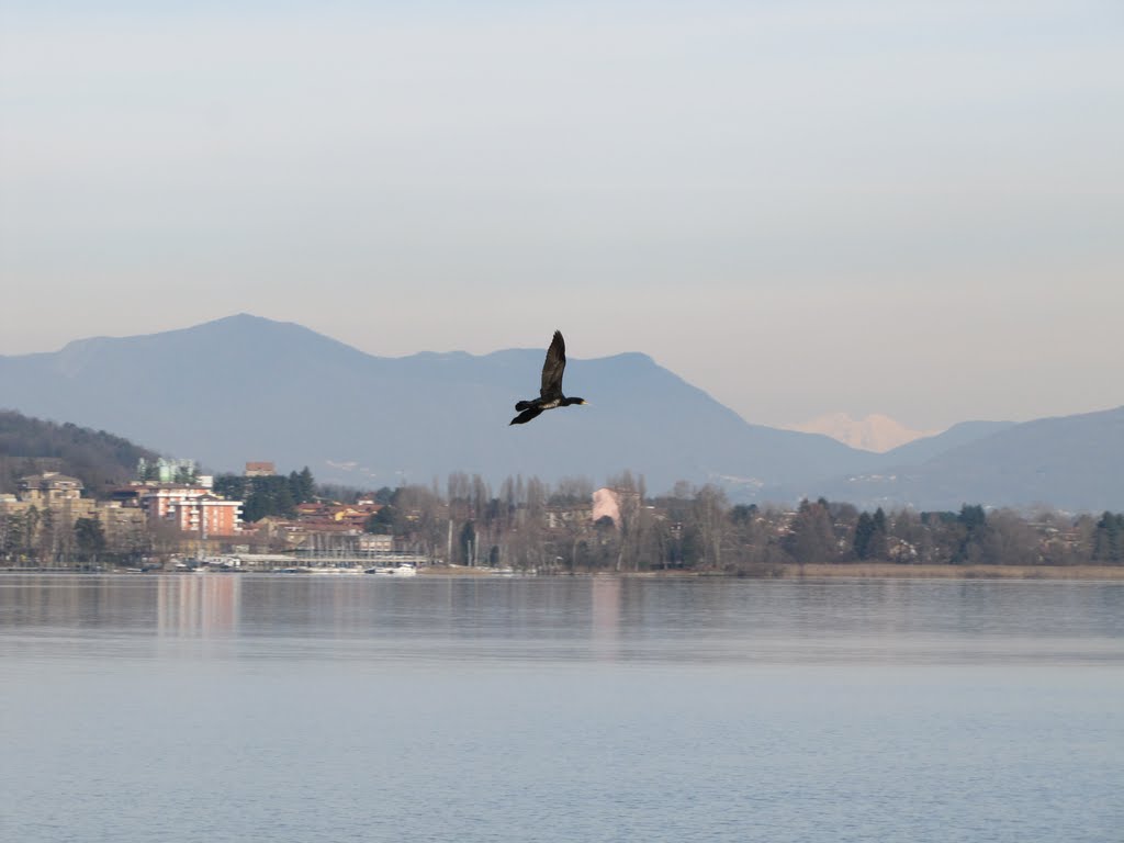 Volo di Cormorano by ©CALAMIDA