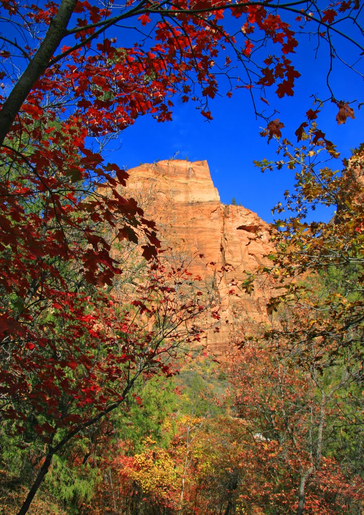 Autumn near Lower Emerald Pools, Zion N.P. Utah. by Huw Lewis