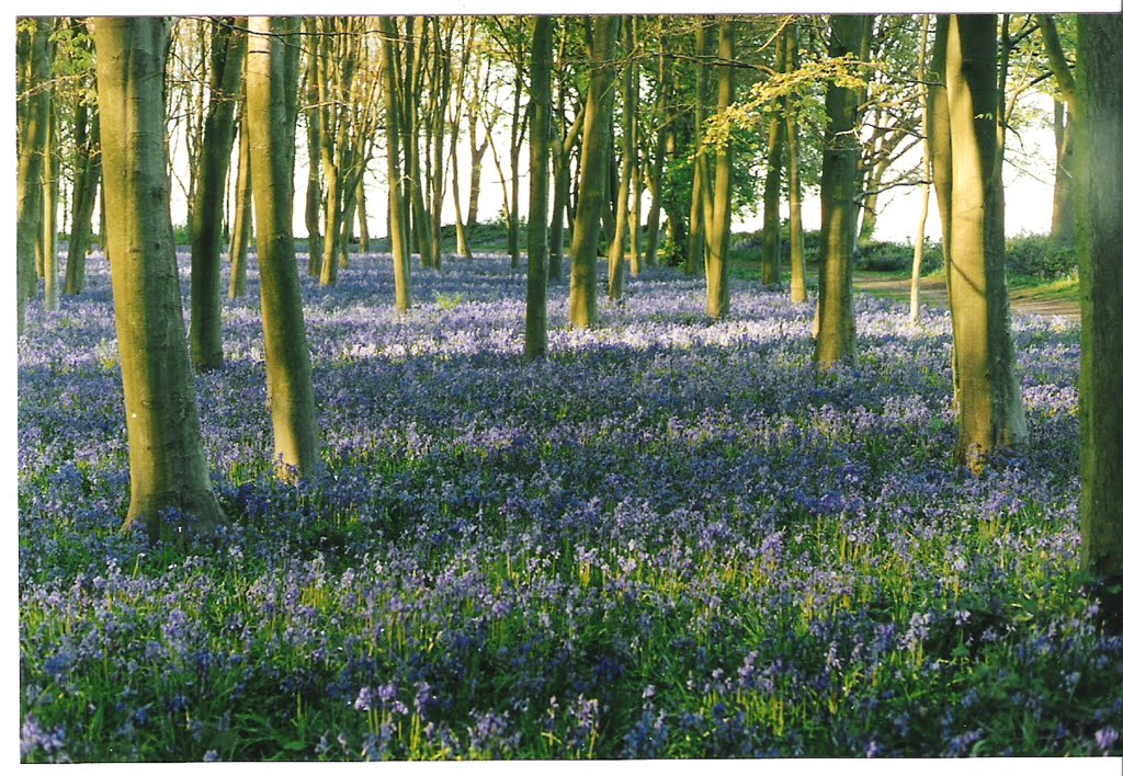 Blue bell wood by allen-wilcox@live.co.uk