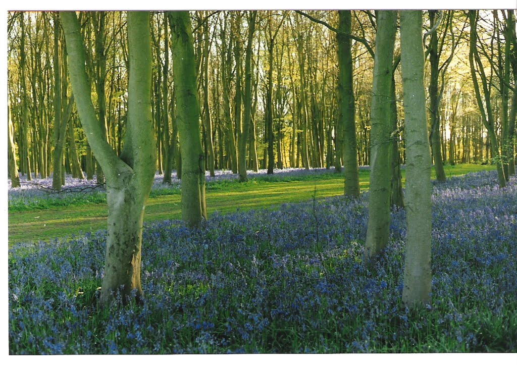 Blue bell wood by allen-wilcox@live.co.uk