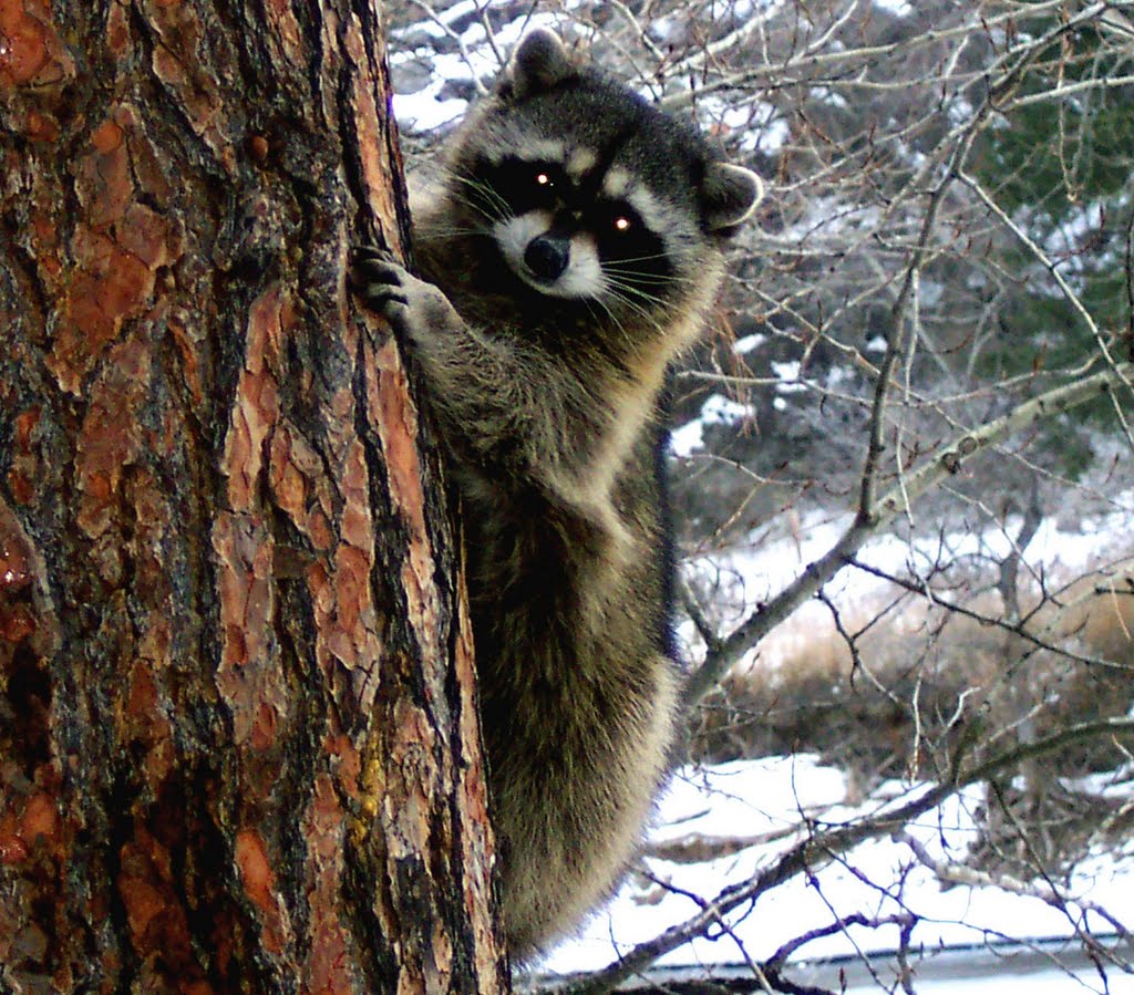 Curious Raccoon by Foster Fanning