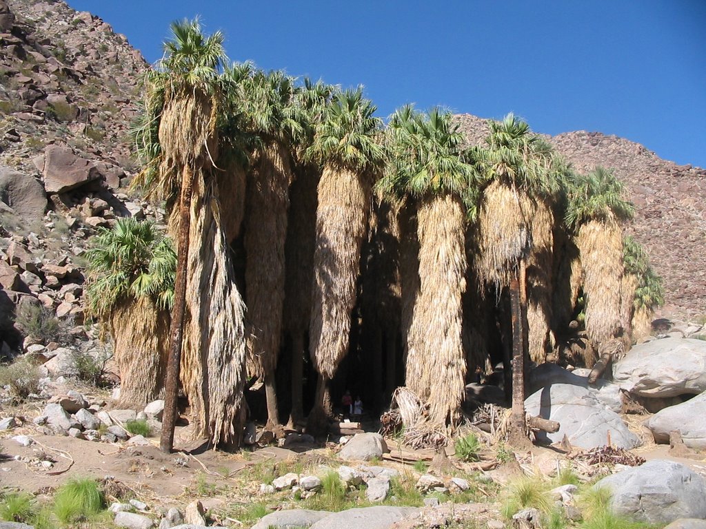 Anza Borrego - Palm Grove by wogger