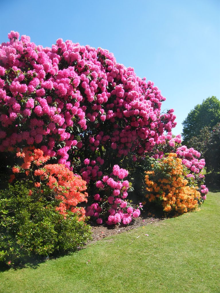 Hampstead Heath in bloom by Stef Goff