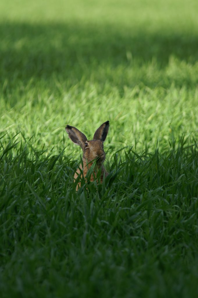 Hare in a field at Viikki, Helsinki by Hezu