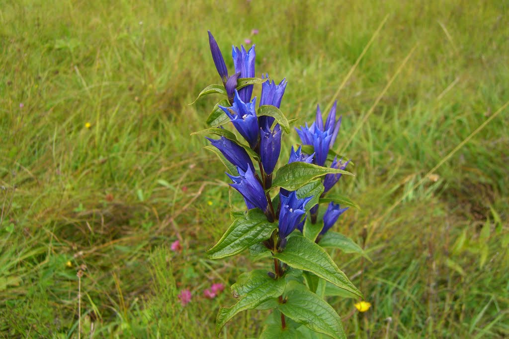 Schwalbenwurzezian (Gentiana asclepiadea) by caramusa