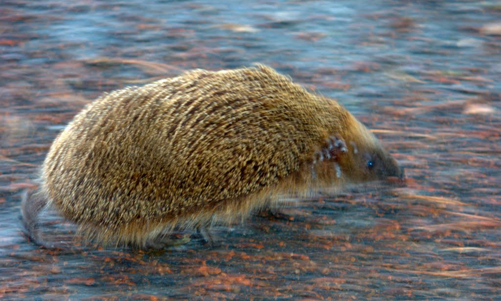 Ein Igel auf der Flucht vor dem Hochwasser by Gaißenpeter