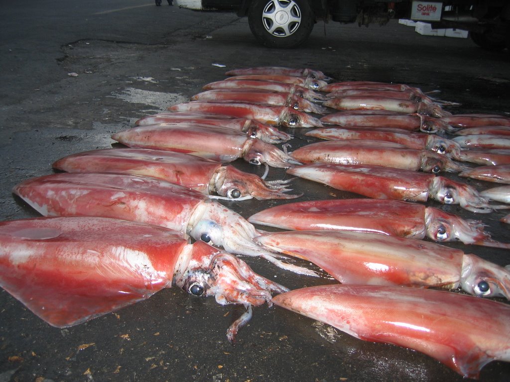 Squids - Early catch in Pusan by Dror Ben David