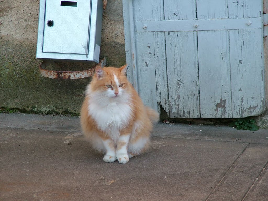 Chat à Castelmoron D'Albret (33) by pauldeville