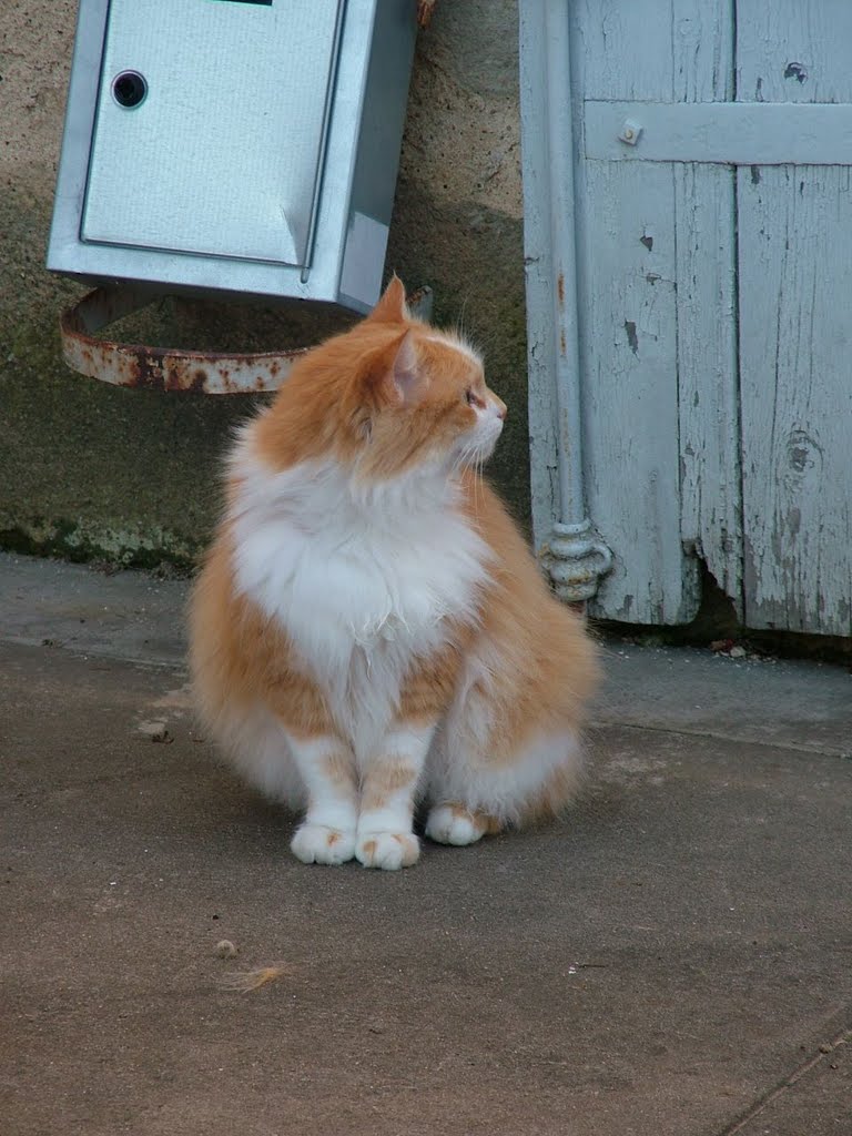 Chat rencontré à Castelmoron d'Albret (33) by pauldeville