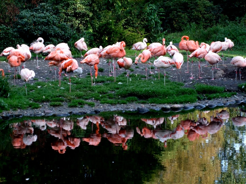 Flamingoes, Weltvogelpark, Walsrode, Germany by Ruth Craine