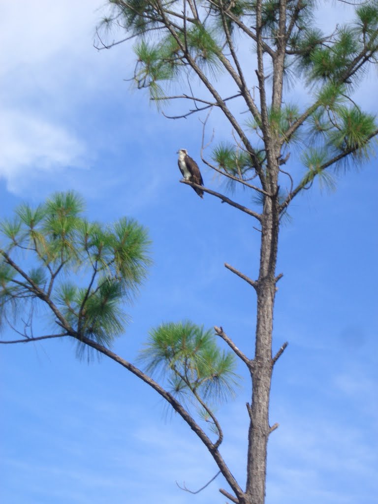 Florida Eagle in a Tree by iPhone Photography