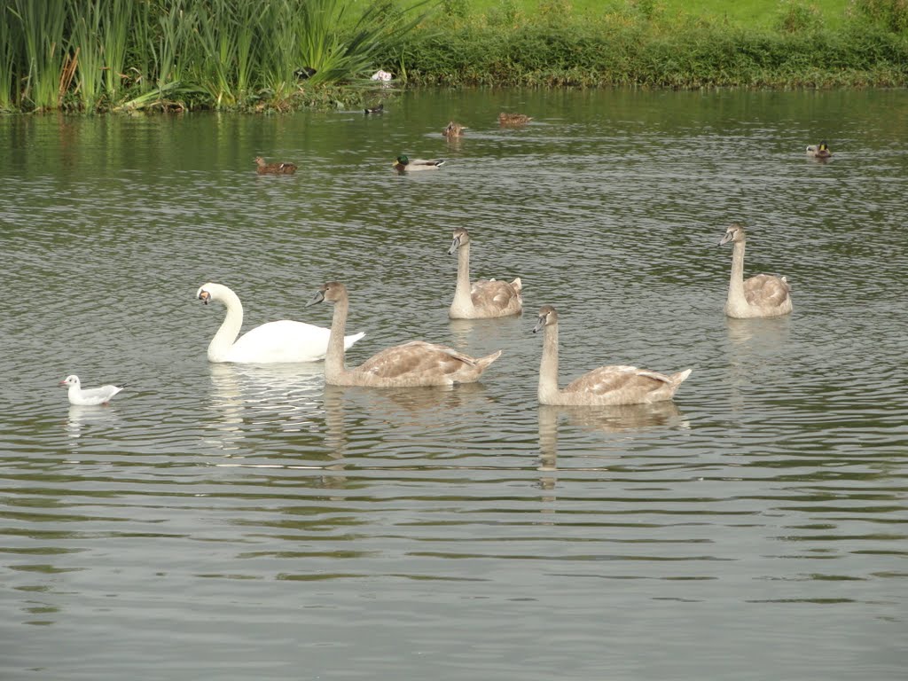 Skerries - five graceful swans on kybe pond by Roy H.