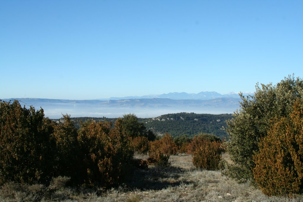 Vegetació a Tavertet (Catalonia) 2011 by Espardenya1714