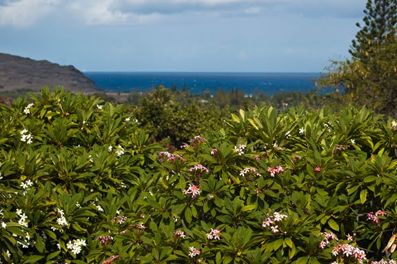 View over the blooming Plumeria Trees toward the ocean, from Koko Head Botanical Gardens by beachwalker