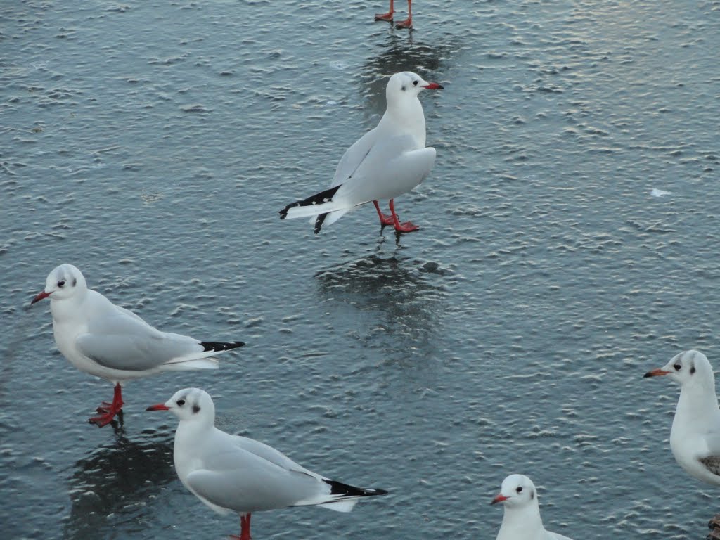 Skerries - kybe pond frozen, seagulls waiting by Roy H.