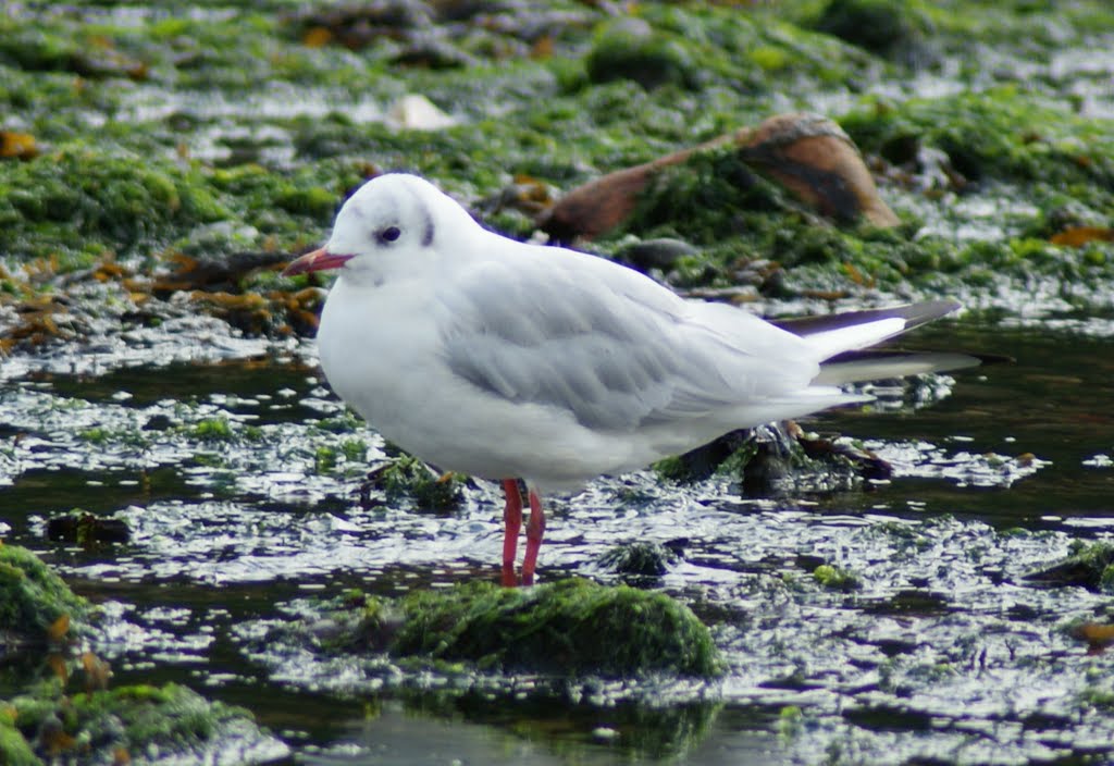 Local Seagull by RichCooper