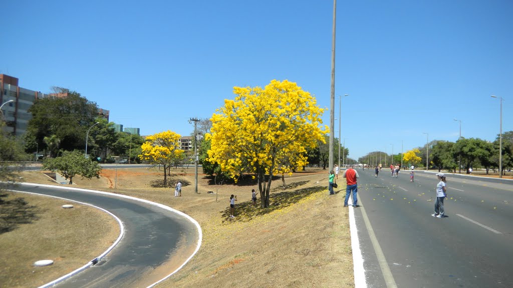 Brasilia Df ipe amarelo eixao norte by barquim