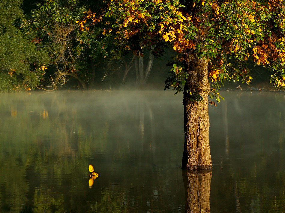 Samotny, żółty ... by Jerzy Malicki