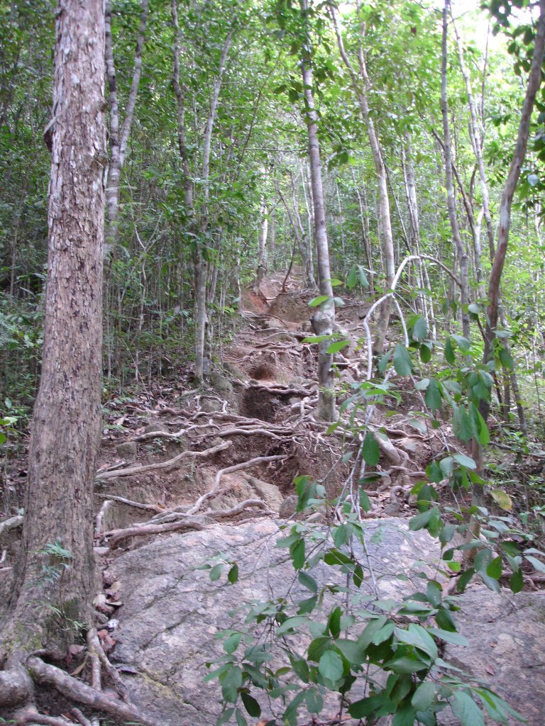 Jungle "stairs" koh phangan by sangiorgio