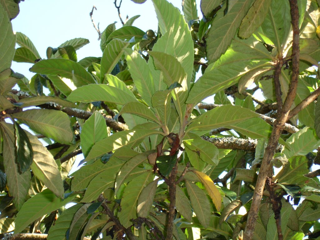 Medlar tree by Jose Pinto