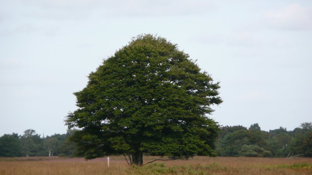 Kampina heide by dirkversteeg