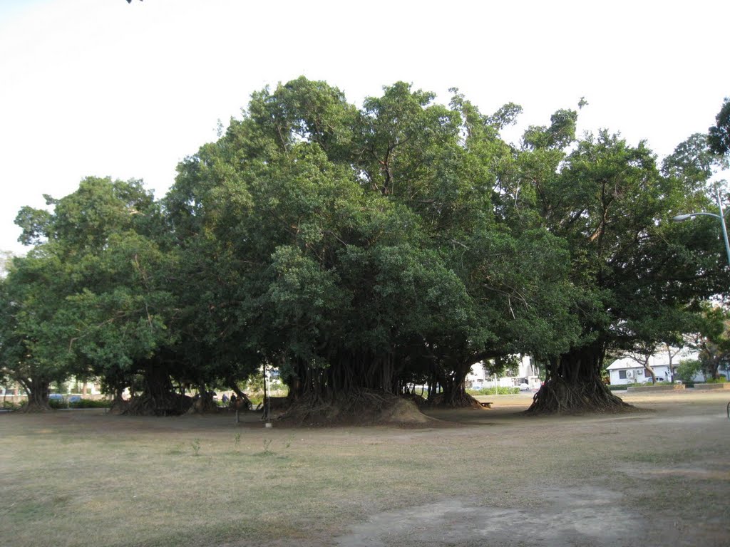 Park trees by Peter Lee