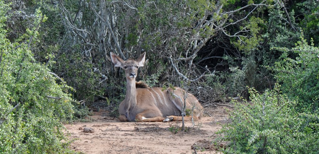 Kudu at Addo National Park by APRKnight