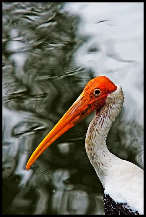 Bald Headed by Haniff Sulaiman