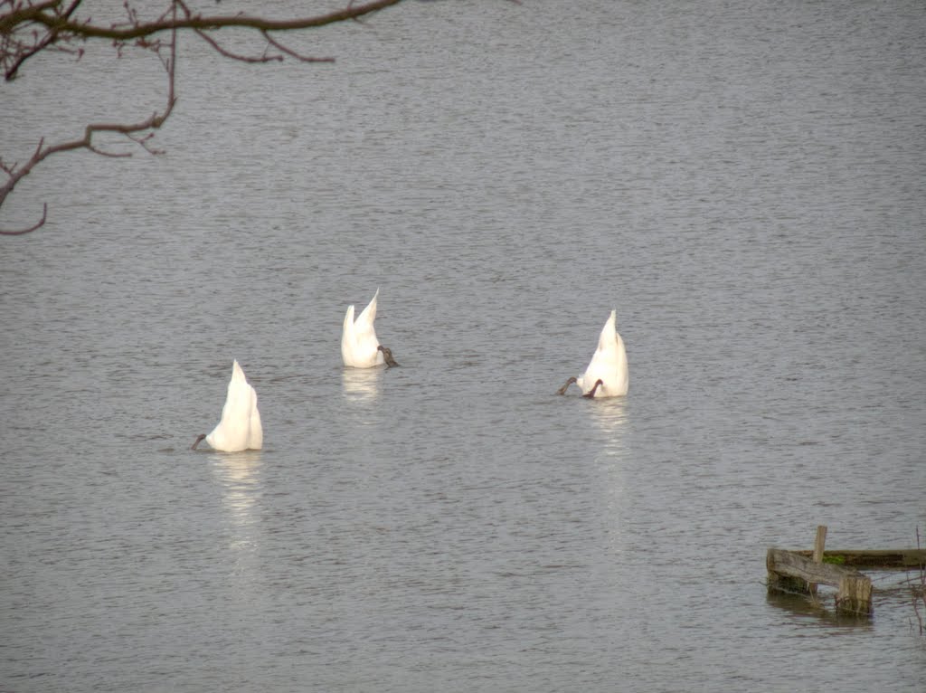 Schwanenbalett im Hochwasser Januar 2011 by Uwe Verbarg