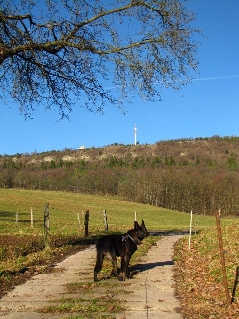 Weg von Kälberfeld zum Großen Hörselberg im Januar 2011 by Rico71