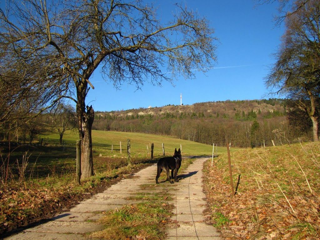 Weg von Kälberfeld zum Großen Hörselberg im Januar 2011 by Rico71