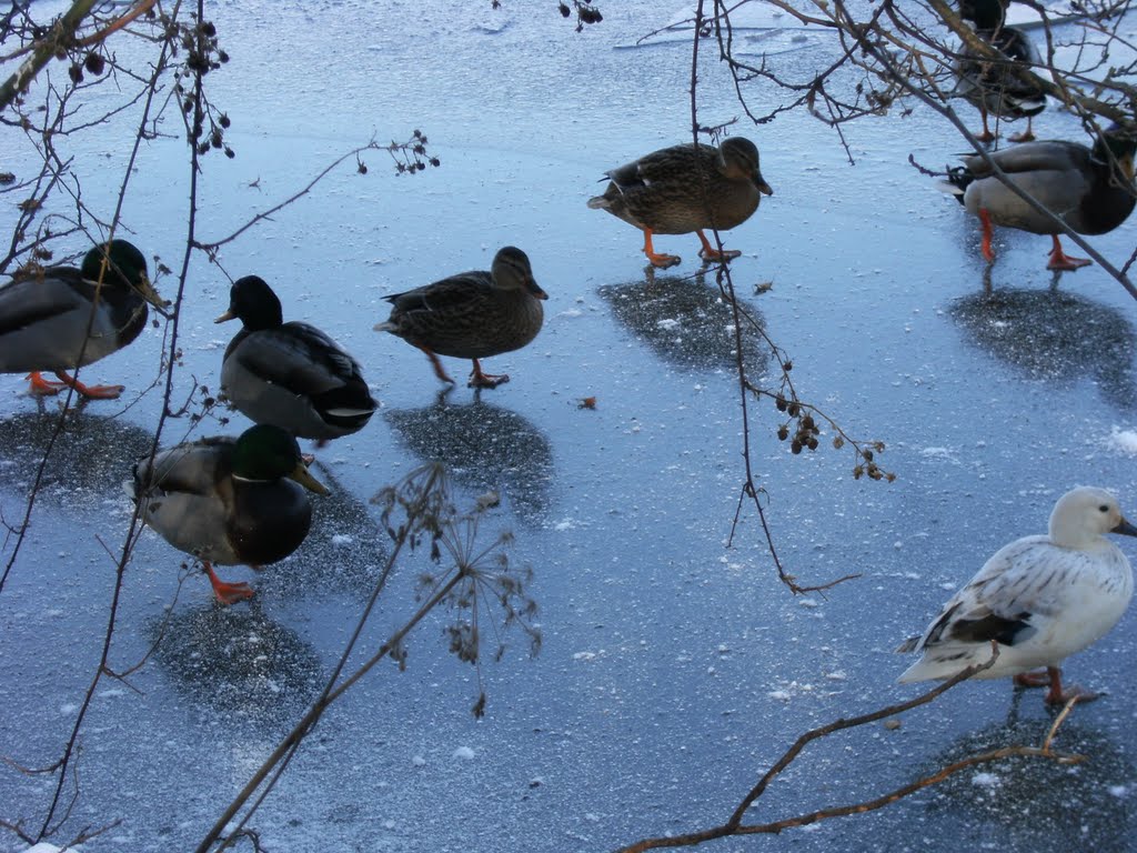 Cold Feet on Old Wheel Dam by Peter Newbould