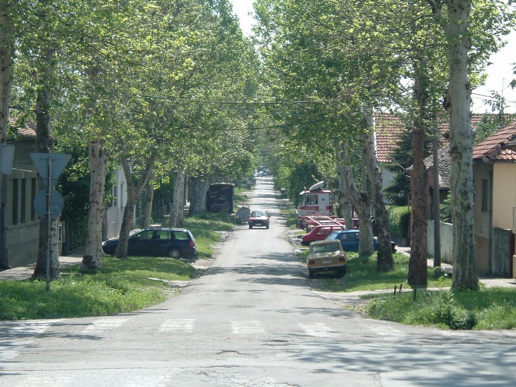 Zemun - Dobanovačka ulica by Teča sa Dunava