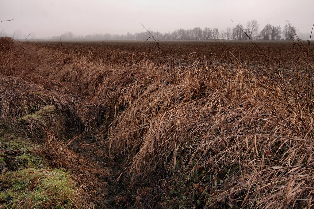 Pantigliate - Natura in letargo by roberto rubiliani