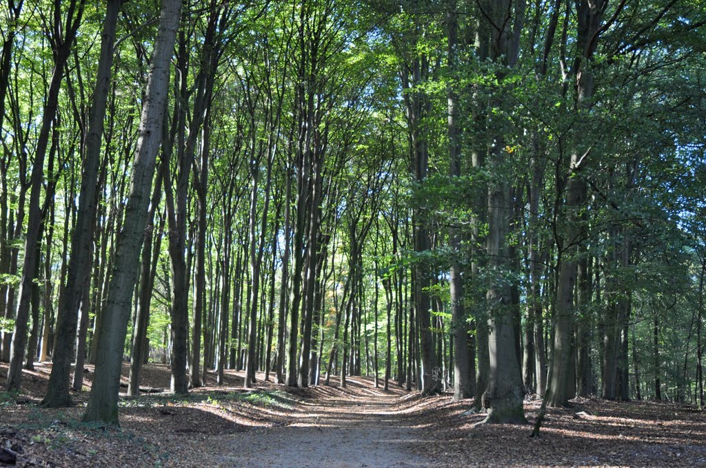 Road in the forrest by Icepick