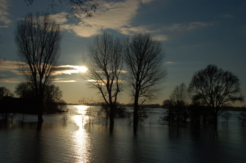 Flood Rhine River - Trees in Water by Rainer Liebe