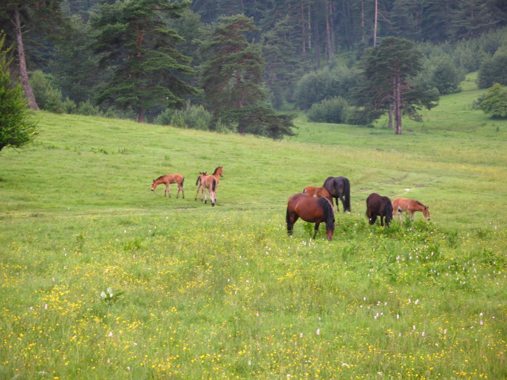 Batak - Wild horses by Hristo Jelev