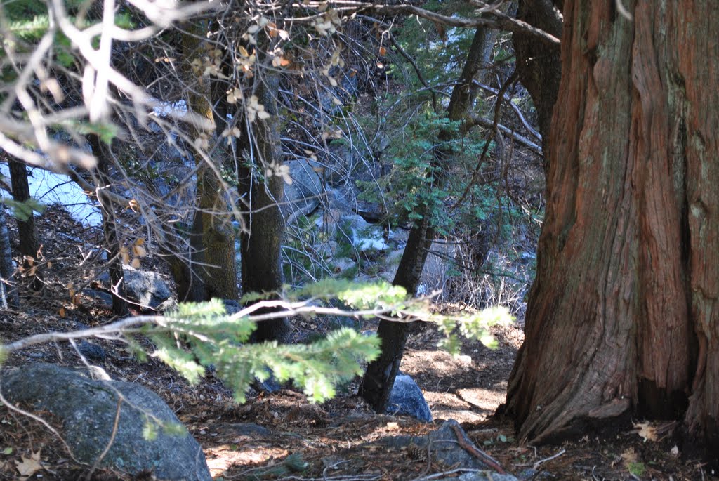 Strawberry creek by 🌴SoCal-Dude😎🌴