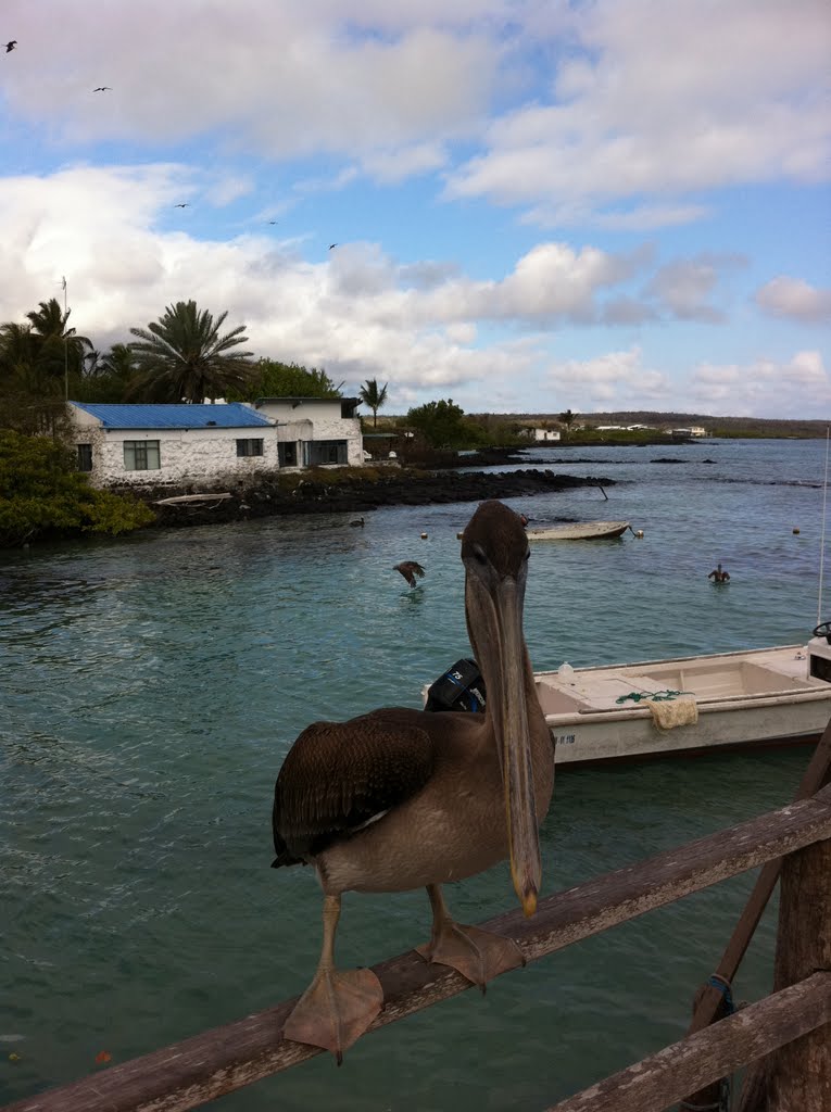 Friendly Pelican by eherpel