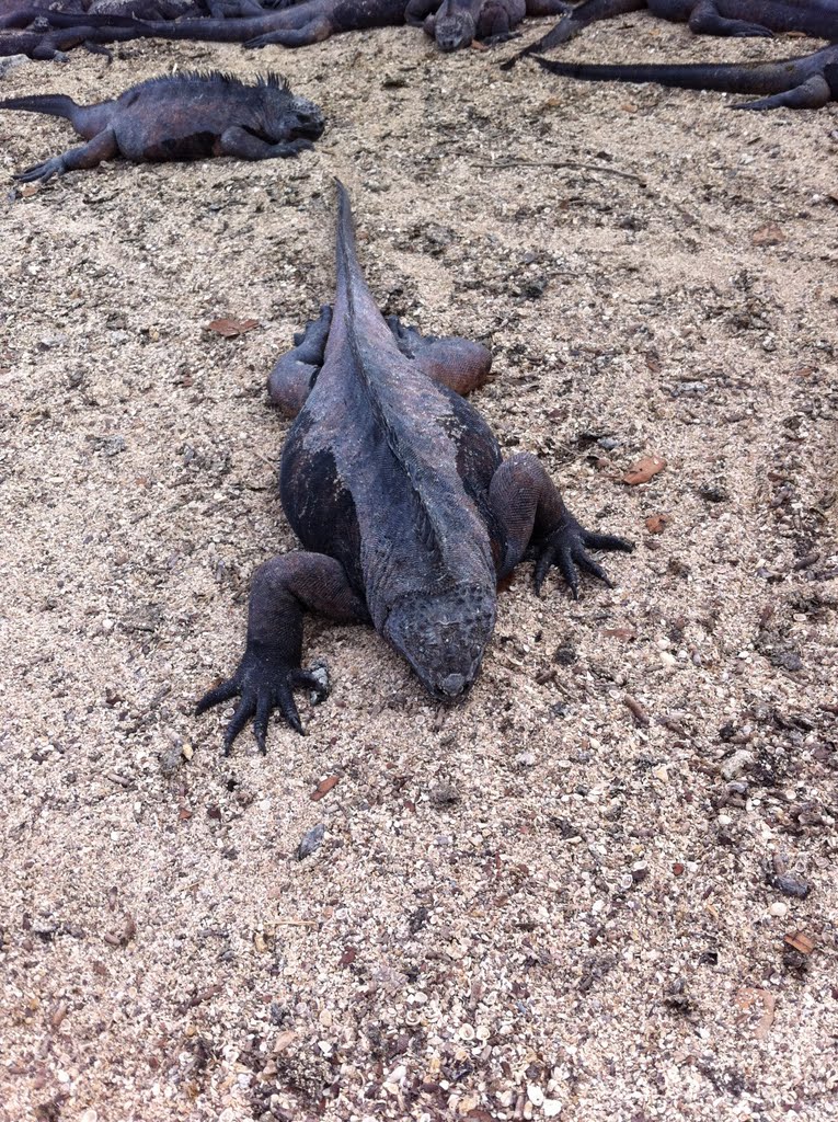 Marine Iguana Santa Cruz Island Galapagos by eherpel